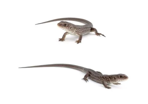 Llizards Foto stock