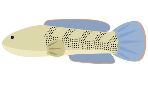 Llustration vector of Snakehead fish Channa Stewarti on isolated white Stock Illustration