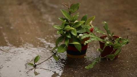 Lluvia maceta planta 스톡 동영상 123799760