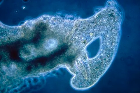 Lm of an amoeba engulfing a paramecium Stock Photos