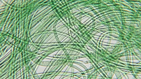 LM of Spirogyra algae 스톡 동영상 64856436