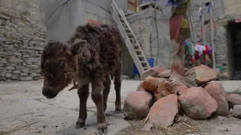 LM03 Video stock 327457869