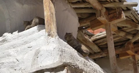 LM031 Video stock 327457955