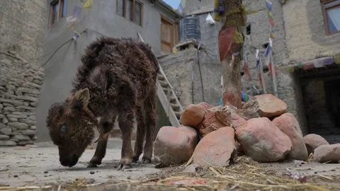 LM04 Video stock 327457865