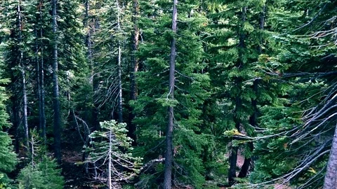 Lo-Fi Overhead Shot of a forest. Stock Footage 282737349