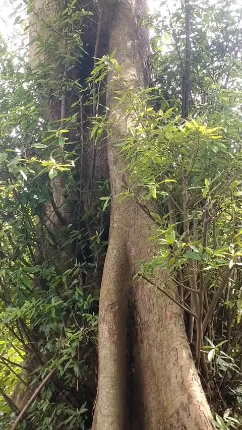 The Lo tree is hundreds of years old Stock Footage 326090551