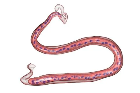 Loa loa, a roundworm nematode, the causative agents of Loa loa filariasis Stock Illustration