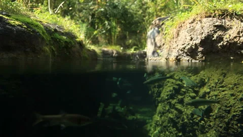 The Loach and the Bitterling Stock Footage 324912101