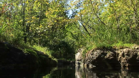 The Loach and the Bitterling Stock-Footage 324912664
