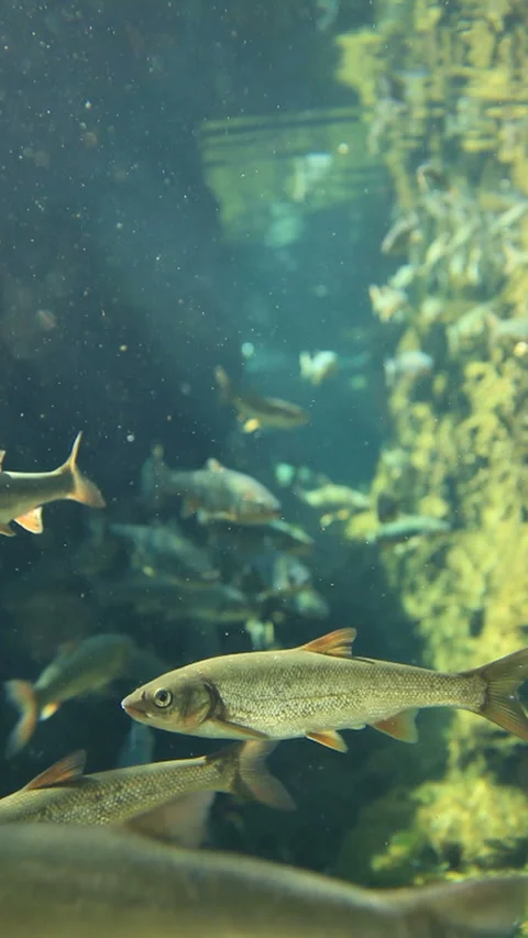 The Loach and the Bitterling Stock Footage 324912875