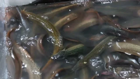 Loach and eel and fish Stock Footage 153788689