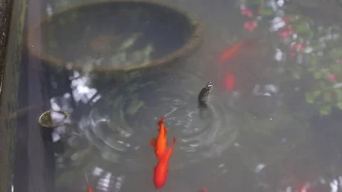 A loach floating in the water, maybe it is dying because of lacking oxygen Stock Footage 81319105