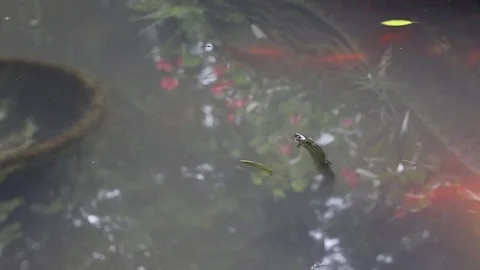 A loach floating in the water, maybe it is dying because of lacking oxygen Video stock 81319209