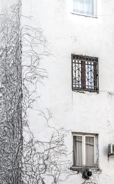 The loaches on the wall Stock Photos