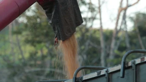 Load corn 库存影片 51301347