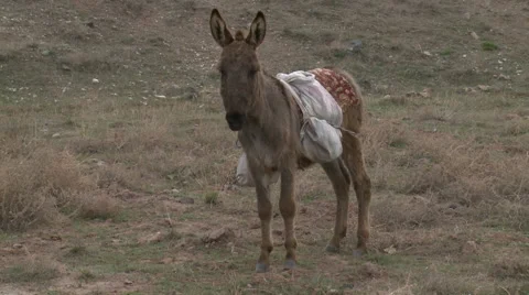 Load Donkey From Turkey Stock Footage 46062107