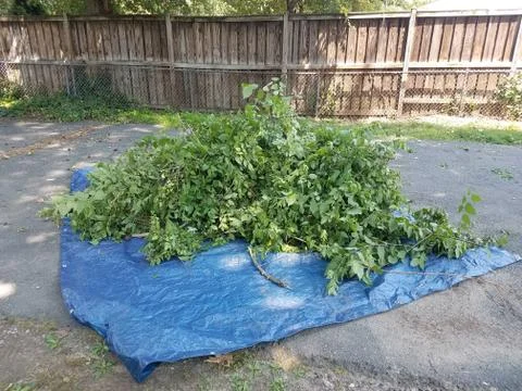 A load of leaves in a blue tarp Stock Photos