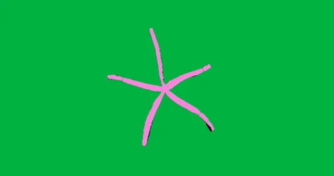 On load, pink five-arm abstract form remaining static on clear background Stock Footage 317284492