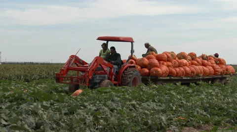 A load of pumpkins is removed from a Texas field on a trailer, 4K. Stock Footage 67813780