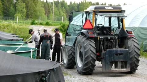 Load rainbow trout fingerlings. Video stock 55863358