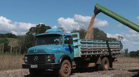 Load soybean to the truck 库存影片 51306450