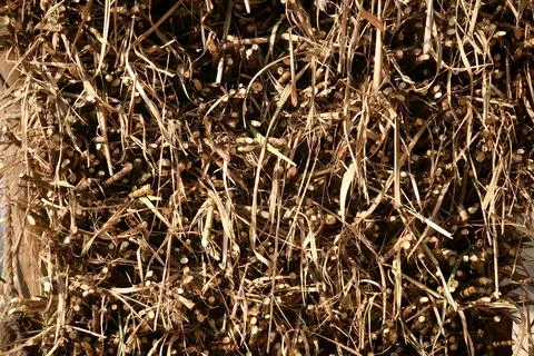 Load of Sugarcane Stock Photos