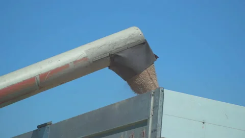 Load wheat to trailer Stock Footage 145428149