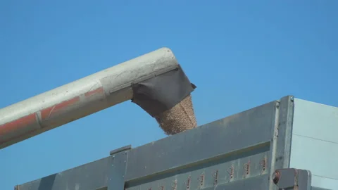 Load wheat to trailer Stock Footage 145429604