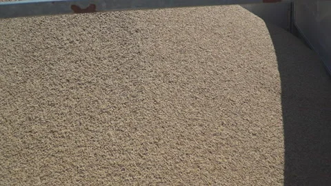 Load wheat to trailer Stock Footage 145483155