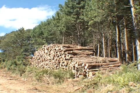 Load of wood 스톡 동영상 37648691