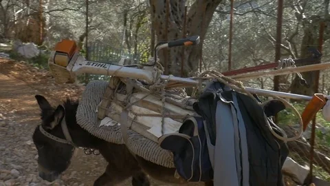 Loaded donkey Stock Footage 83811135