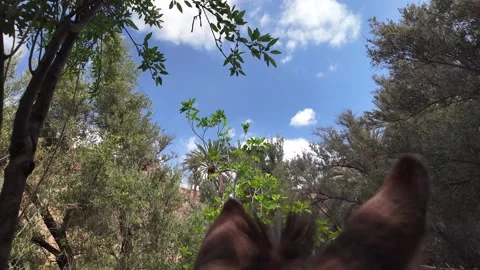 Loaded Donkey on a Forest Path in Taroudant, Morocco  17,2025 Stock Footage 308941683