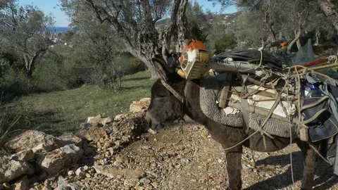 Loaded Donkey at the road. Stock Footage 83778235