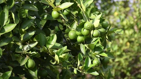 Loaded lemon tree, blurred background, Lemon Tree Full of Fruit, Ripe Lemons on Stock Footage 300909101