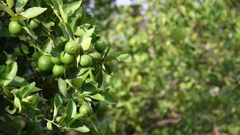 Loaded lemon tree, blurred background, Lemon Tree Full of Fruit, Ripe Lemons on Stock Footage 300909153