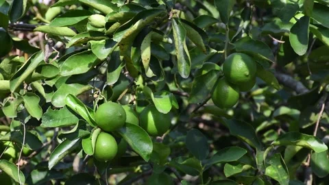 Loaded lemon tree, blurred background, Lemon Tree Full of Fruit, Ripe Lemons on Stock Footage 300909246