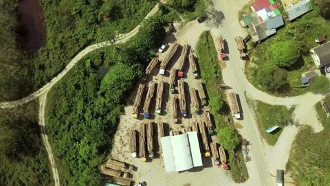 Loaded logging trucks, Malaysia Video stock 238888306