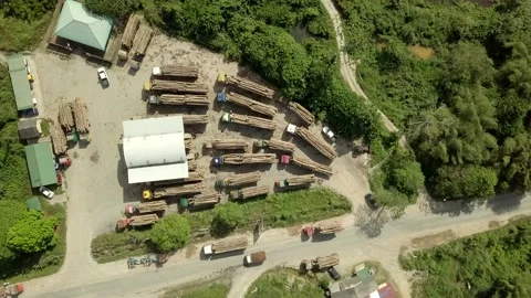 Loaded logging trucks, Malaysia Stock Footage 238888604