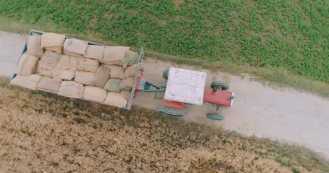 Loaded Tractor Drive through in the Grain Fields - Aerial Top Drone Shot Stock Footage 244644677