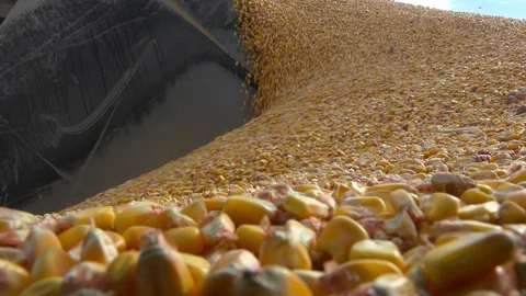 Loader bucket loading grain close up. Big heap of grain corn in a warehouse 動画素材 102446906