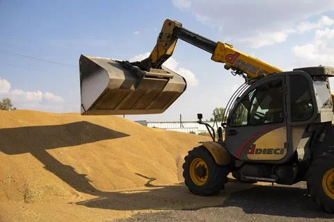 Loader bucket loading grain close up. Big heap of grain corn in a warehouse at Stock Photos