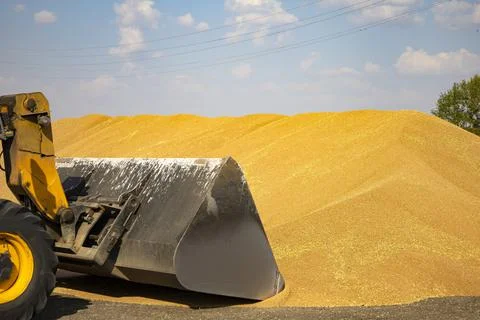 Loader bucket loading grain close up. Big heap of grain corn in a warehouse at Foto stock