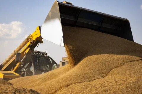 Loader bucket loading grain close up. Big heap of grain corn in a warehouse at Stock Photos