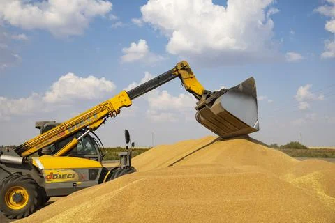 Loader bucket loading grain close up. Big heap of grain corn in a warehouse at Stock Photos