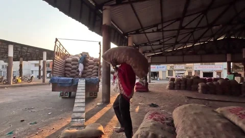 Loader is loading onion sacks in the truck, wide closeup view Stock Footage 305987442