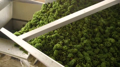 Loader pours out grapes at the winery Stock Footage 169136546