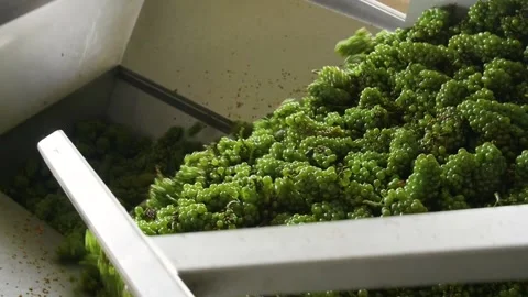 Loader pours out grapes at the winery Stock Footage 169136552