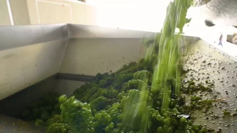 Loader pours out grapes at the winery Stock Footage 169136575