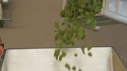 Loader pours out grapes at the winery Stock Footage 169138178