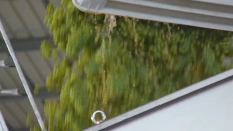 Loader pours out grapes at the winery Stock Footage 169138222